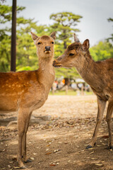 Two deer appearing to kiss in Nara Park, Japan

