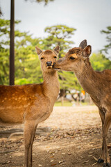 Two deer appearing to kiss in Nara Park, Japan

