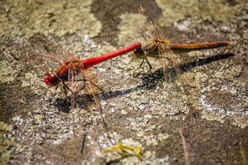 close up shot of a dragonfly in nature