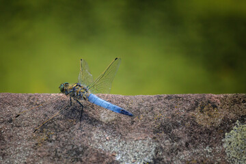 close up shot of a dragonfly in nature