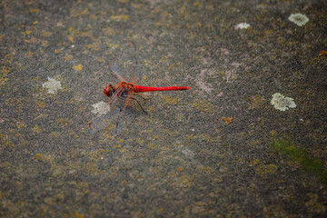 close up shot of a dragonfly in nature