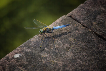 close up shot of a dragonfly in nature