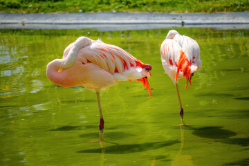 A flamingo is standing in a body of water