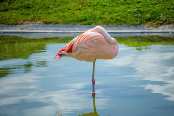 A flamingo is standing in a body of water