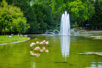 Group of flamingos in pond. A fountain with water shooting out of it in a park.