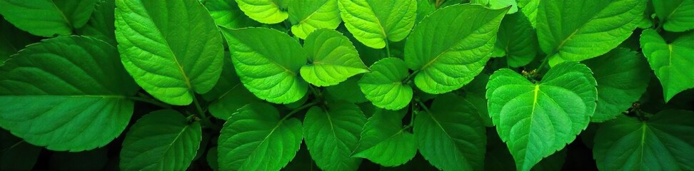Vibrant Lush Green Leaves Textured Nature Backdrop for Spring & Environmental Designs