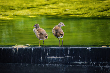 Baby Eurasian coot, Fulica atra, also known as the common coot, swims on a lake