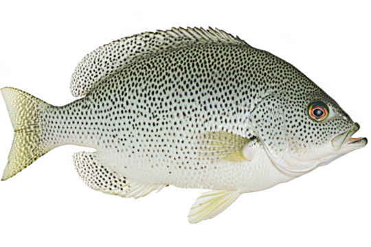 spotted grunter resting in Stillness and Beauty of Nature aquatic life