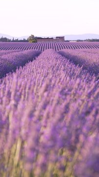 Vertical Video Lavender Fields Blowing in the Wind Rows of Purple Flowers at Sunset in Provence France. Building in Focus