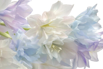 Admire Delicate Flower And its Pastel Colors, Serene Petals With Floral Theme.