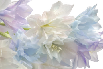 Admire Delicate Flower And its Pastel Colors, Serene Petals With Floral Theme.