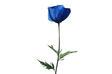 Blue Flower on Black Background, Single Bloom Beauty with Minimalist Theme