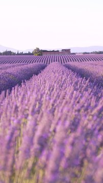 Vertical Video Lavender Fields Blowing in the Wind Rows of Purple Flowers at Sunset in Provence France. Tilt Down Building in Focus