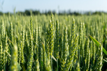 Lush green wheat plants stand tall and vibrant in a rural field, basking in sunlight during a clear day, showcasing the beauty of nature's bounty