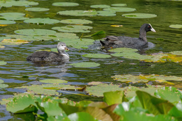 The Eurasian coot, Fulica atra, also known as the common coot, swims on a lake