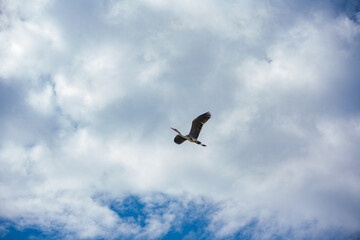 大空へ羽ばたく一羽の鳥
