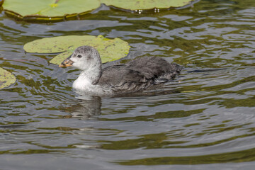 The Eurasian coot, Fulica atra, also known as the common coot, swims on a lake