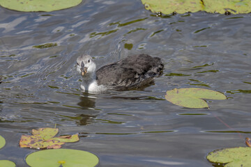 The Eurasian coot, Fulica atra, also known as the common coot, swims on a lake