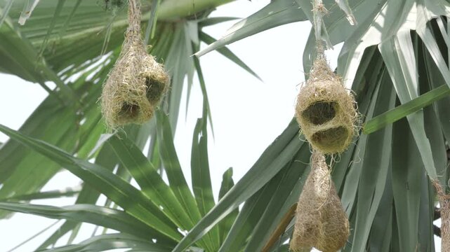 Nest Elegance - A Closer Look at Bird Nests in the Wild