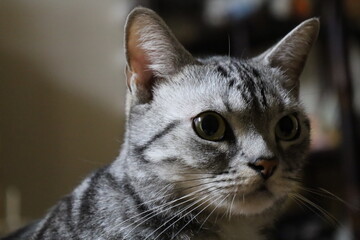 まんまる目の家猫