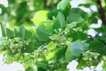 Linden tree branch with leaves and blooming flowers outdoors, closeup