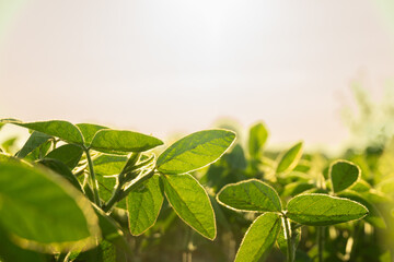 Sunlight filters through lush green leaves in a vibrant outdoor area, showcasing the fresh growth...