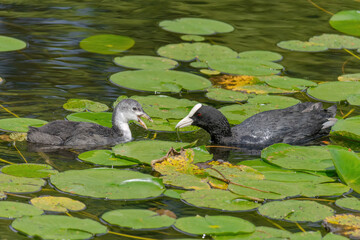 The Eurasian coot, Fulica atra, also known as the common coot, swims on a lake