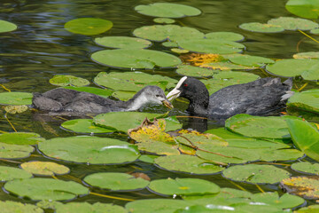 The Eurasian coot, Fulica atra, also known as the common coot, swims on a lake