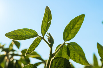 Sunlight filters through green leaves as they stand tall against a clear blue sky, showcasing the beauty of a thriving plant in full growth during midday