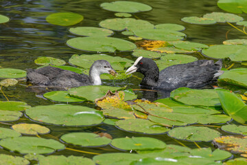 The Eurasian coot, Fulica atra, also known as the common coot, swims on a lake