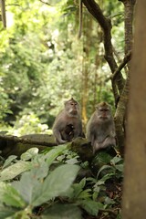 Cute monkeys sitting near tree in park