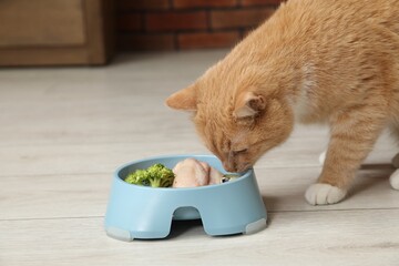 Cat eating natural products from feeding bowl indoors, space for text. Pet's balanced diet