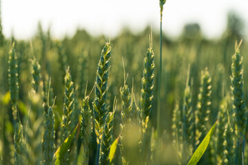 Rows of wheat plants thrive in a vast green field under the clear blue sky. Sunlight illuminates...