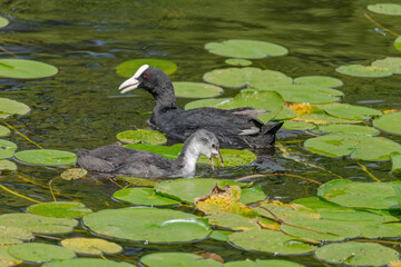 The Eurasian coot, Fulica atra, also known as the common coot, swims on a lake