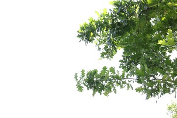Oak tree branches with green leaves on white background, low angle view. Space for text