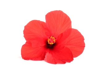 Beautiful red hibiscus flower bud isolated on white