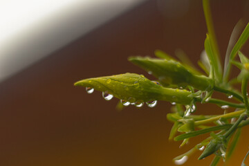 water drops on a green plant after rain. macro photo with shallow depth of field