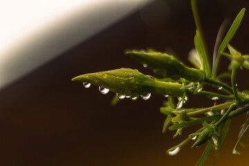 water drops on a green plant after rain. macro photo with shallow depth of field