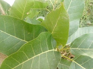 fig leaf on a tree