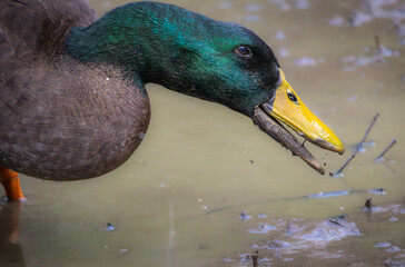 Close up of a colorful duck with beak open
