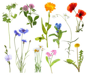 Wildflowers on white background, set. Different blooming plants