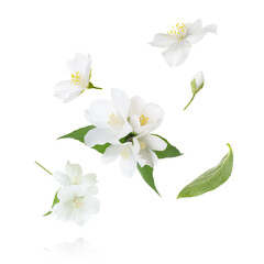 Beautiful jasmine flowers flying against white background