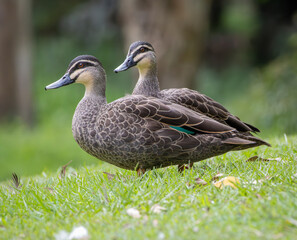 A pair of Pacific Black Ducks in green grass