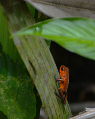 Rana venenosa, Costa Rica.