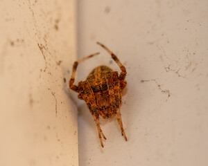 Spider in the corner