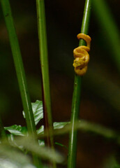 Mariposa, Costa Rica.