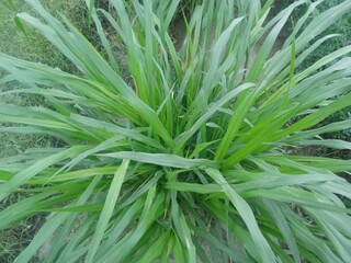 Obraz premium close up of green grass