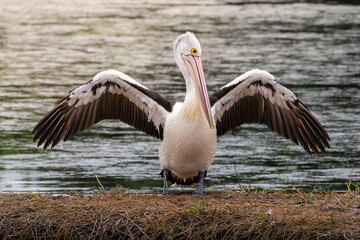An Australian Pelican with wings spread
