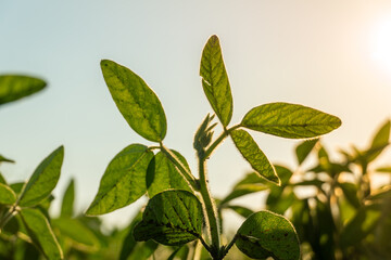 Rows of vibrant green soy plants thrive under the warm sun in an expansive field on a farm, symbolizing agricultural growth and future harvests in a serene environment