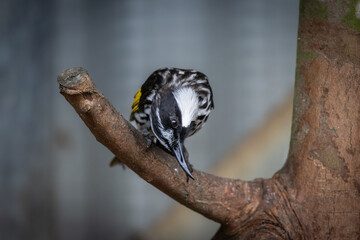 A New Holland Honeyeater perched on a branch